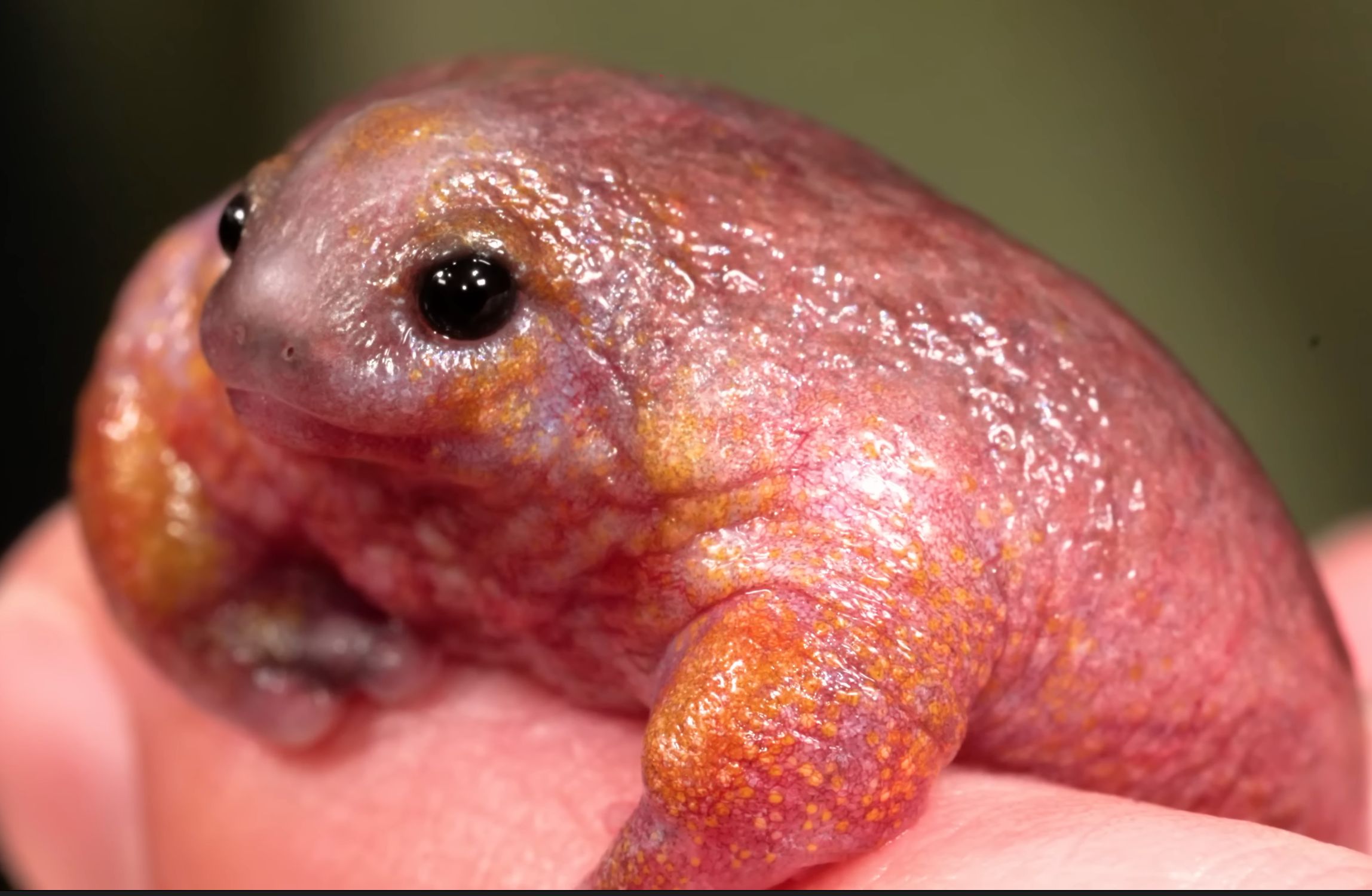 creature from down under (rare turtle frog)