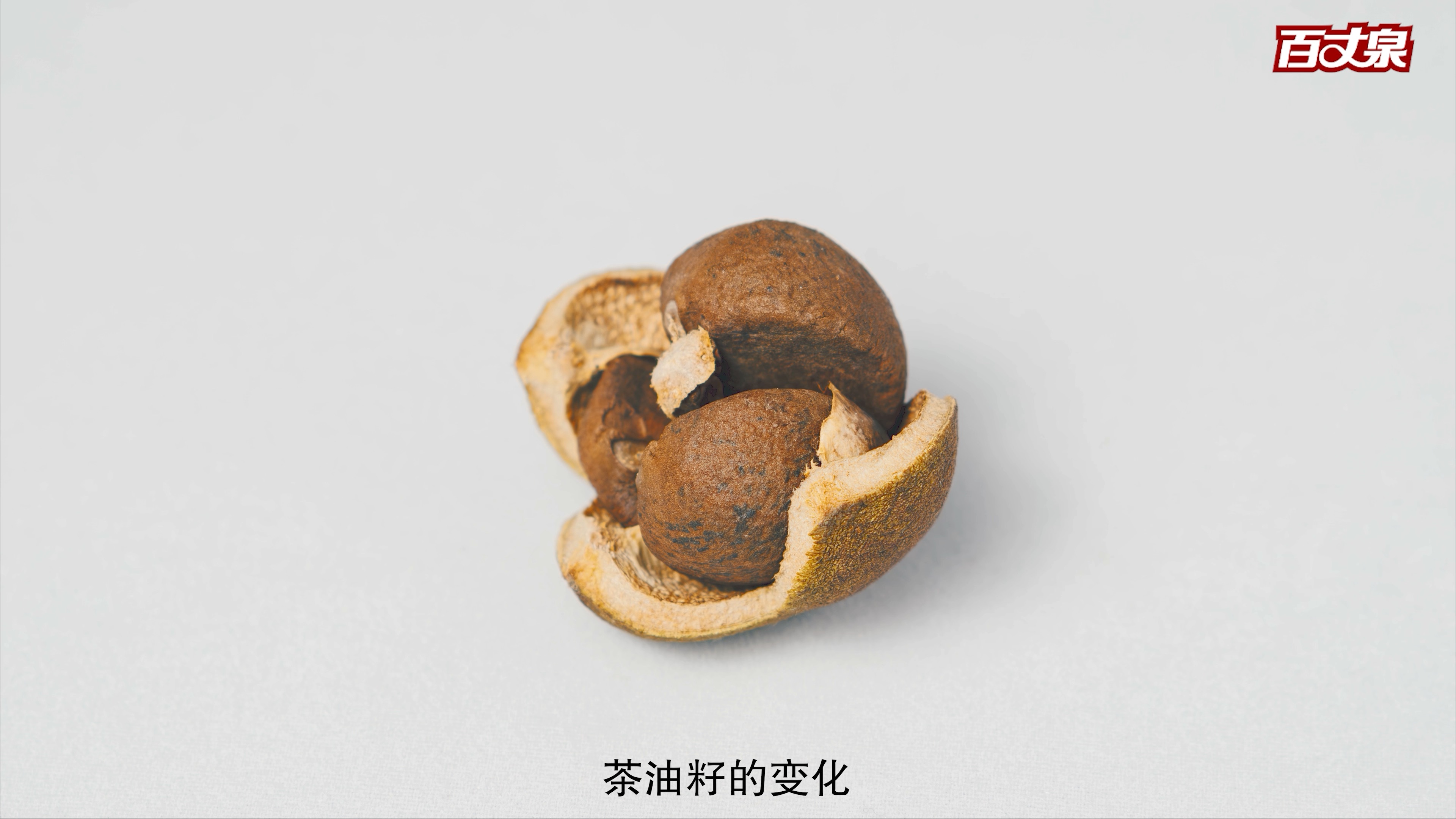 油茶子的成熟的变化,长开了,也希望我的号开花结果!