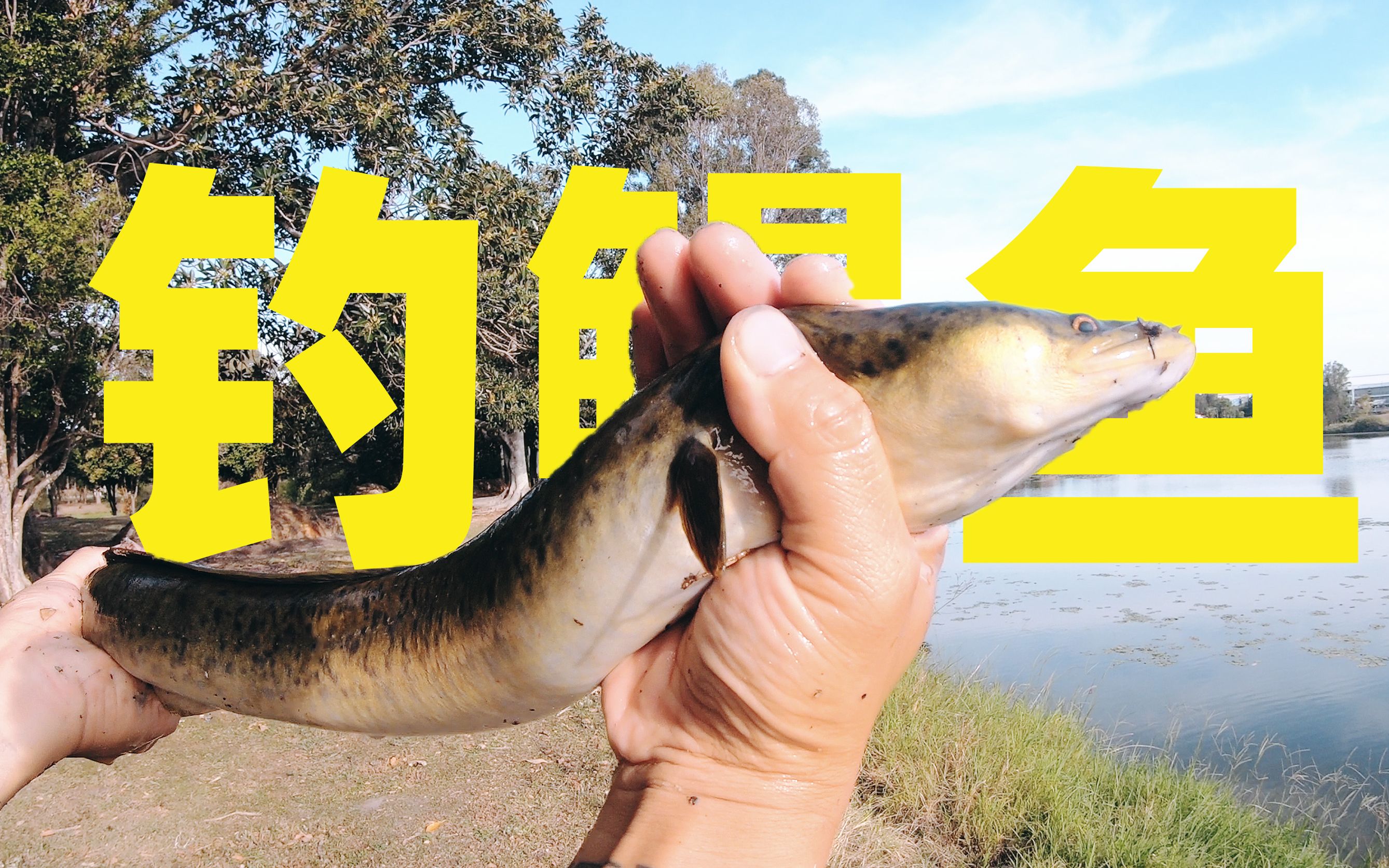 探钓澳洲钓野生鳗鱼鸡肉好用还是鱼肉好用