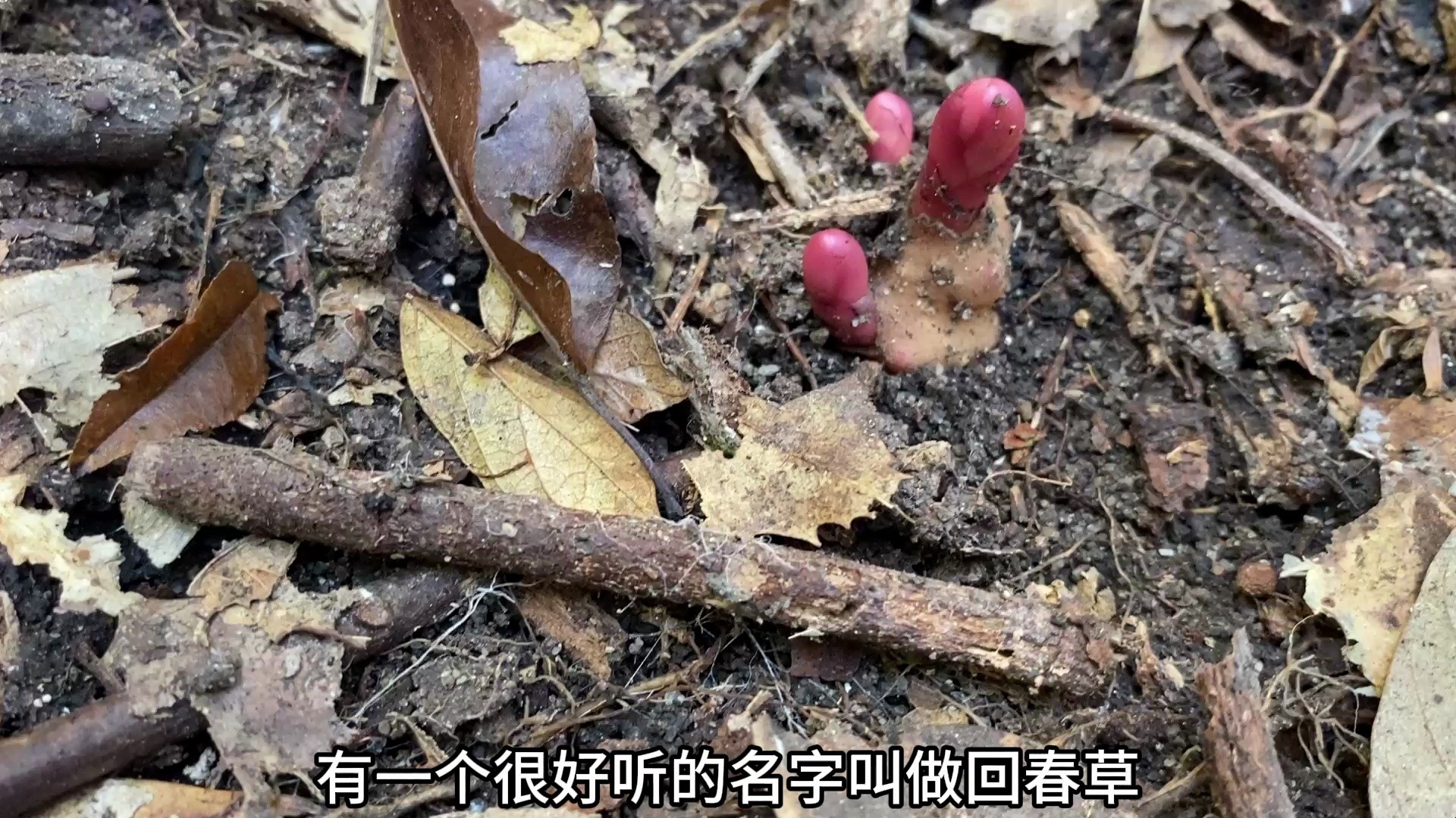 山发现罕见的“回春草”,一斤能卖600元,很多人一辈子没见过哔哩哔哩bilibili