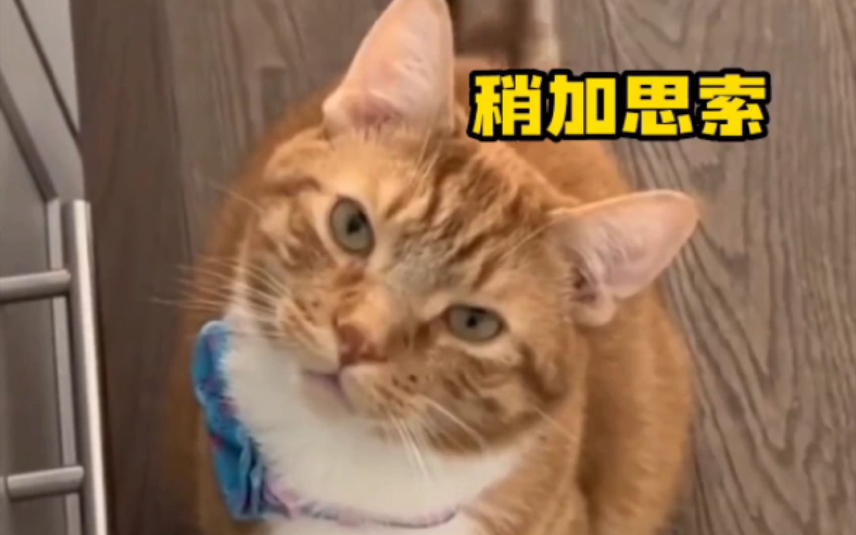 猫猫:若有所思,稍加思考,眼神躲避,拒绝!