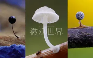 人类肉眼无法轻易察觉的迷你真菌世界