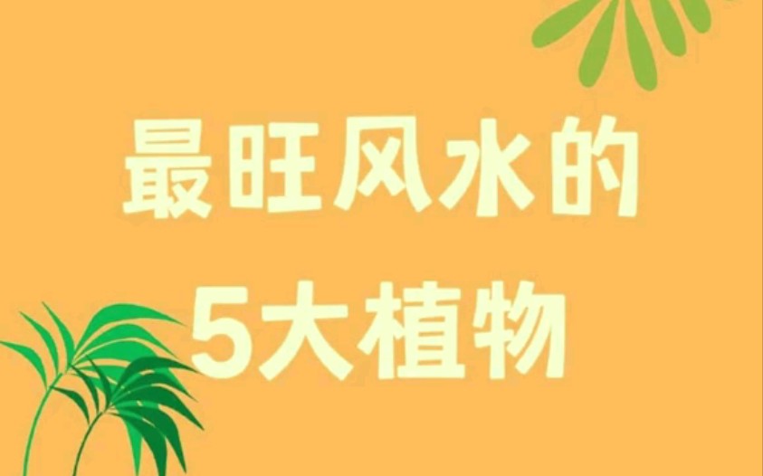 蕞旺风水的五种植物哔哩哔哩bilibili