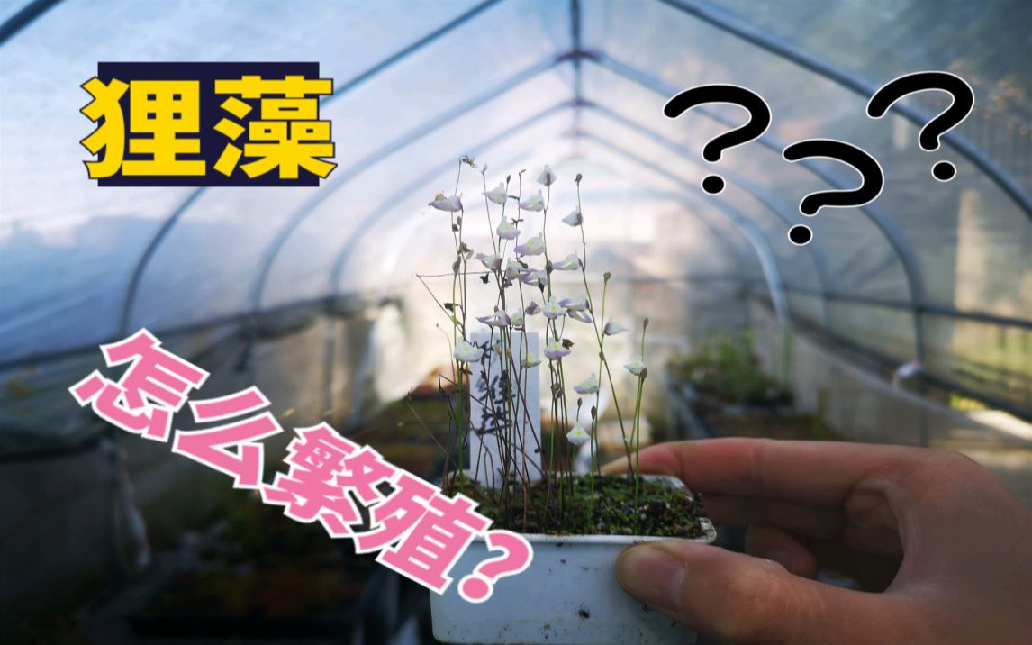 【食虫植物】狸藻到底是怎么繁殖的呢?切就完事了