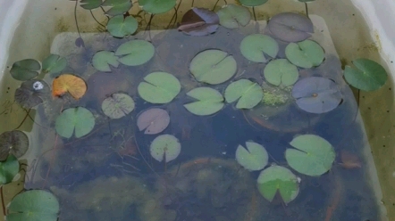 【草木篇】1 浮叶植物:睡莲、莼菜、荇菜哔哩哔哩bilibili