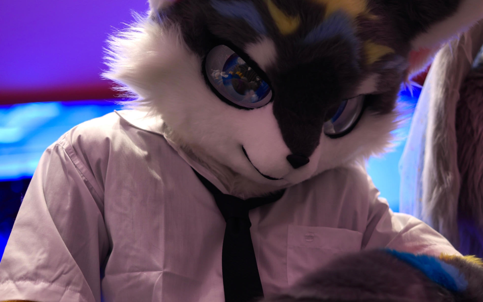 【库沃帕kwopa】谁不想拥有一只能主动扑向你的小奶狼呢