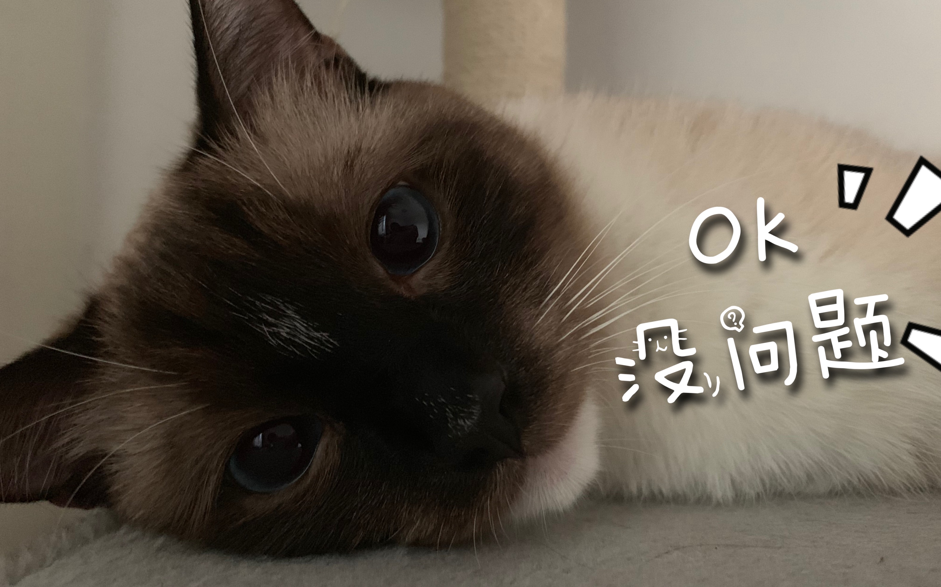 猫咪做梦是什么样子的【痛 苦 面 具】