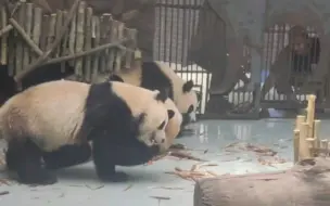 Скачать видео: 12:40爷爷给三姐妹加餐小苹果、笋笋…多多可爱倍增…期待辉辉早日回归