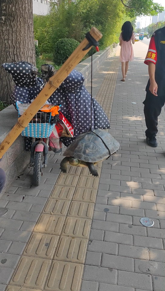 [图]宿舍门口一老翁，竹竿吊着一只龟，不知炫耀还是卖，龟自缩头不自在。