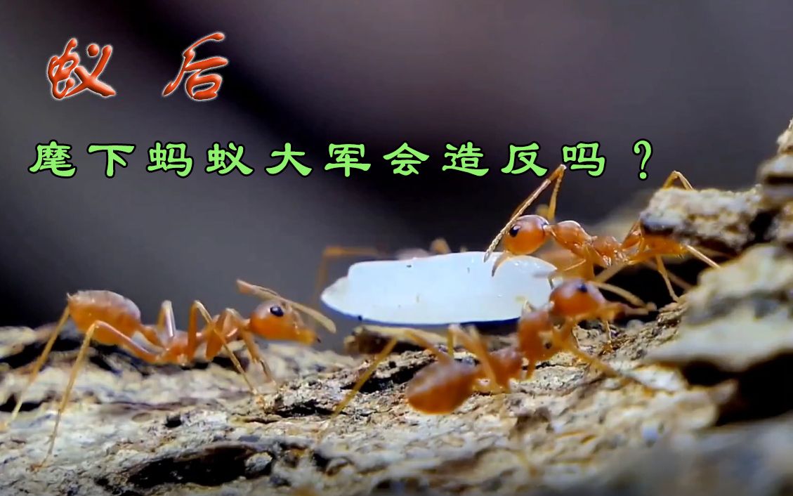 庞大的蚂蚁群什么都无条件服从蚁后?蚁群不会有人想要谋反吗?