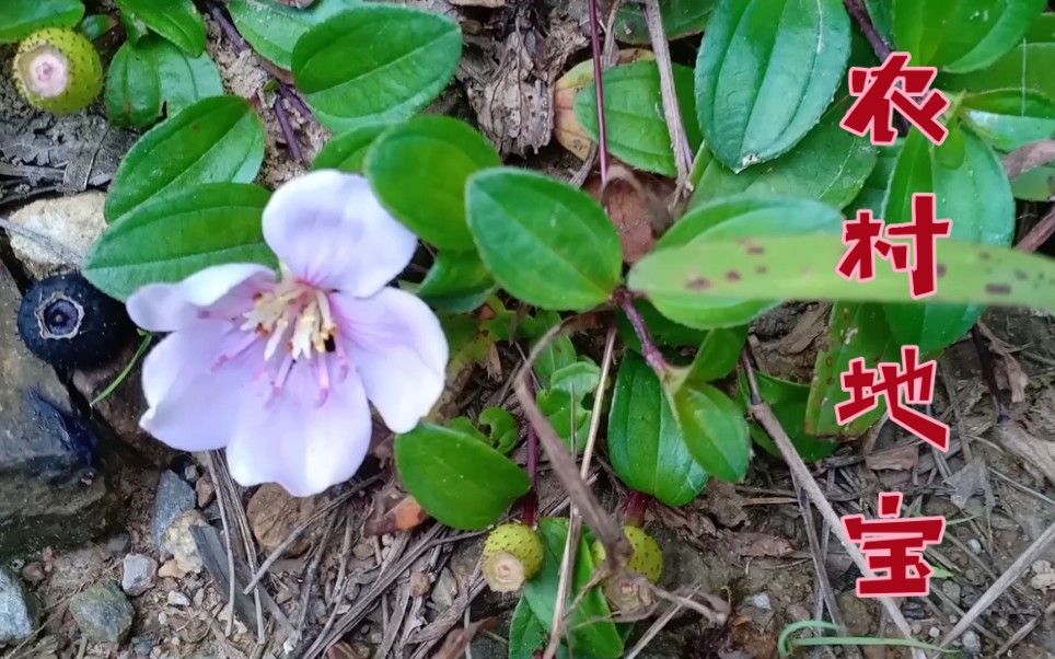 地菍子开花满地洒,在农村不起眼的草,却是小时候最喜欢的宝