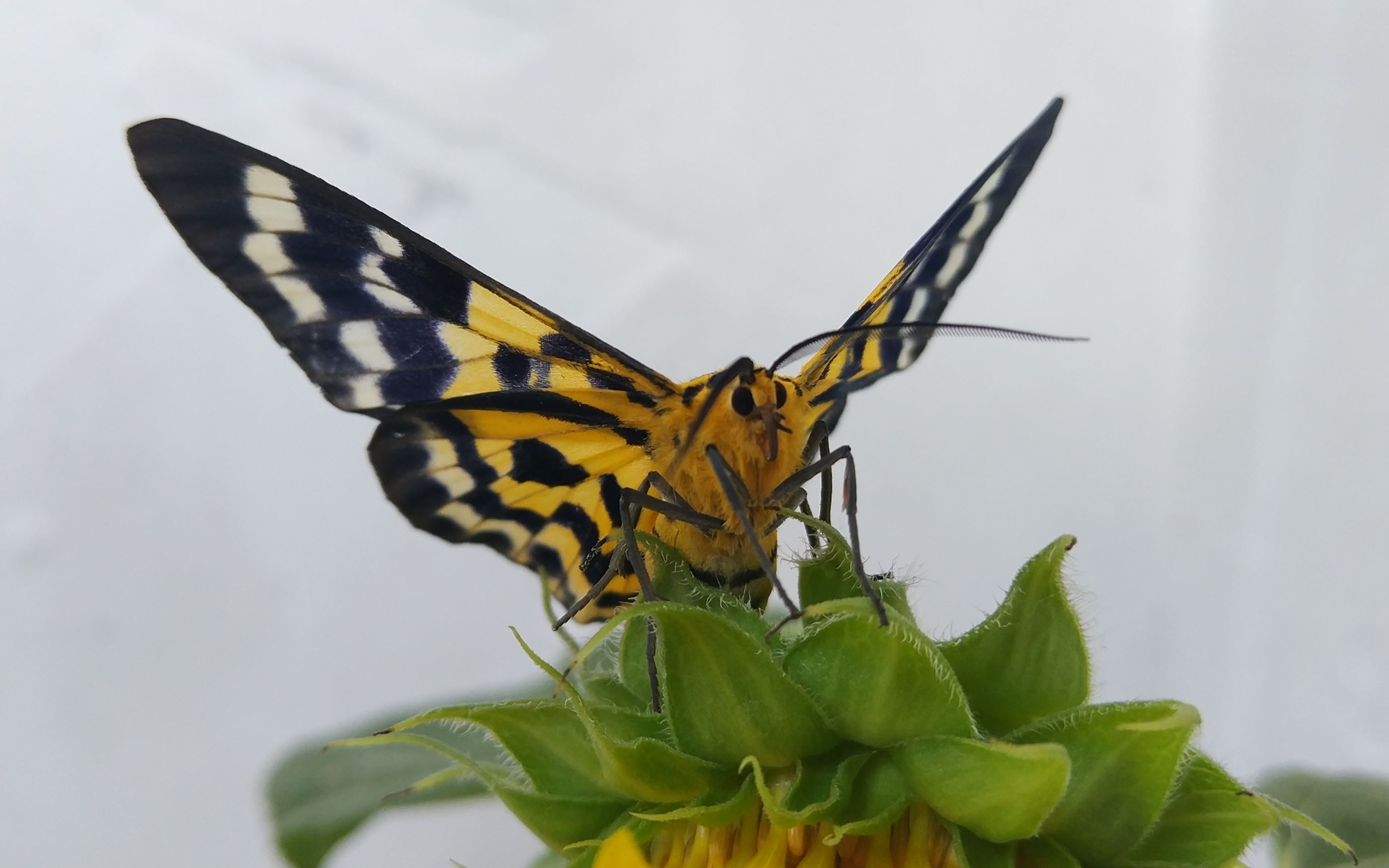 【植物延时摄影】向日葵*花蕾→开花*过程哔哩哔哩bilibili