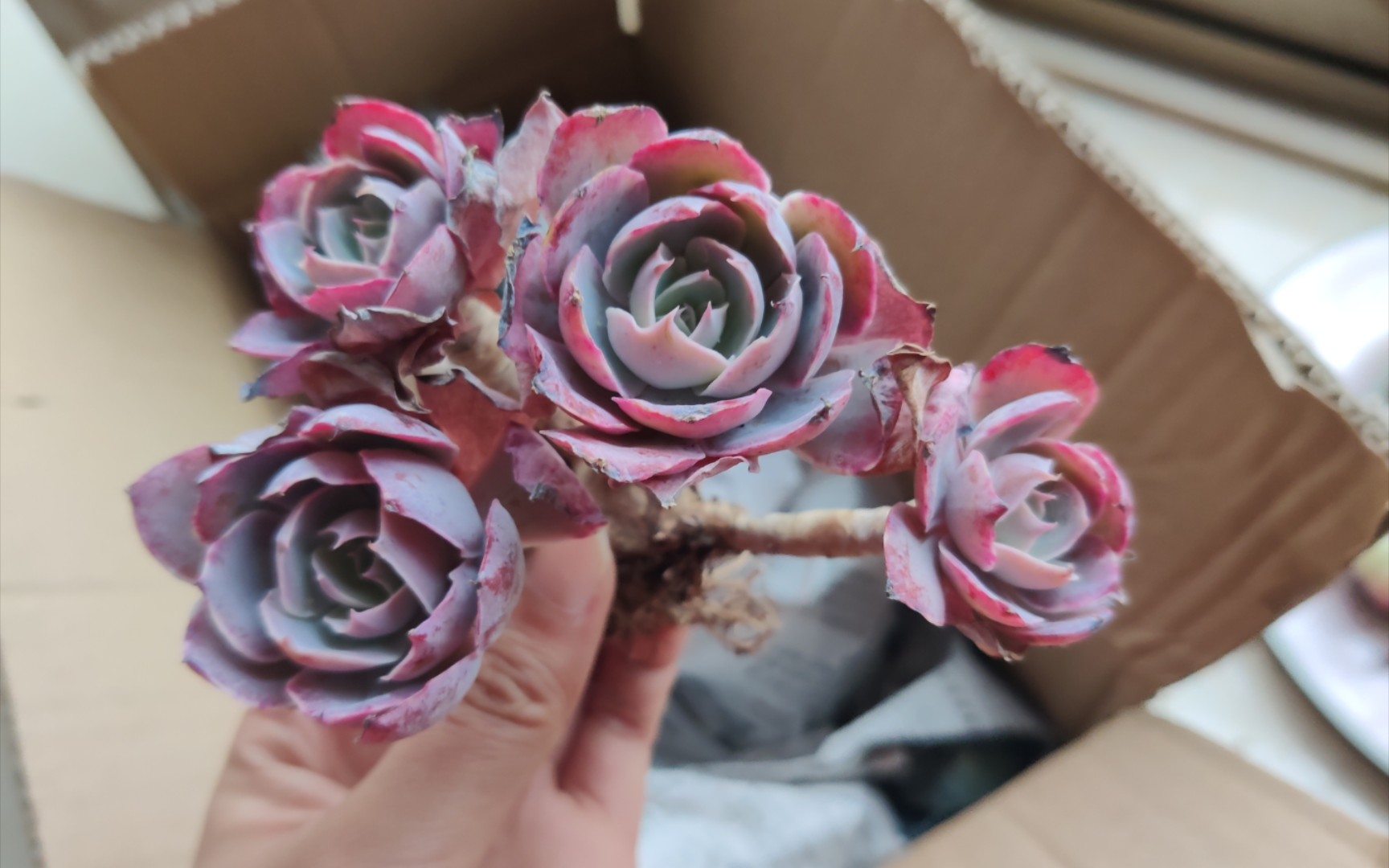 【多肉开箱】38的pinky开箱_哔哩哔哩 (゜-゜)つロ 干杯~-bilibili