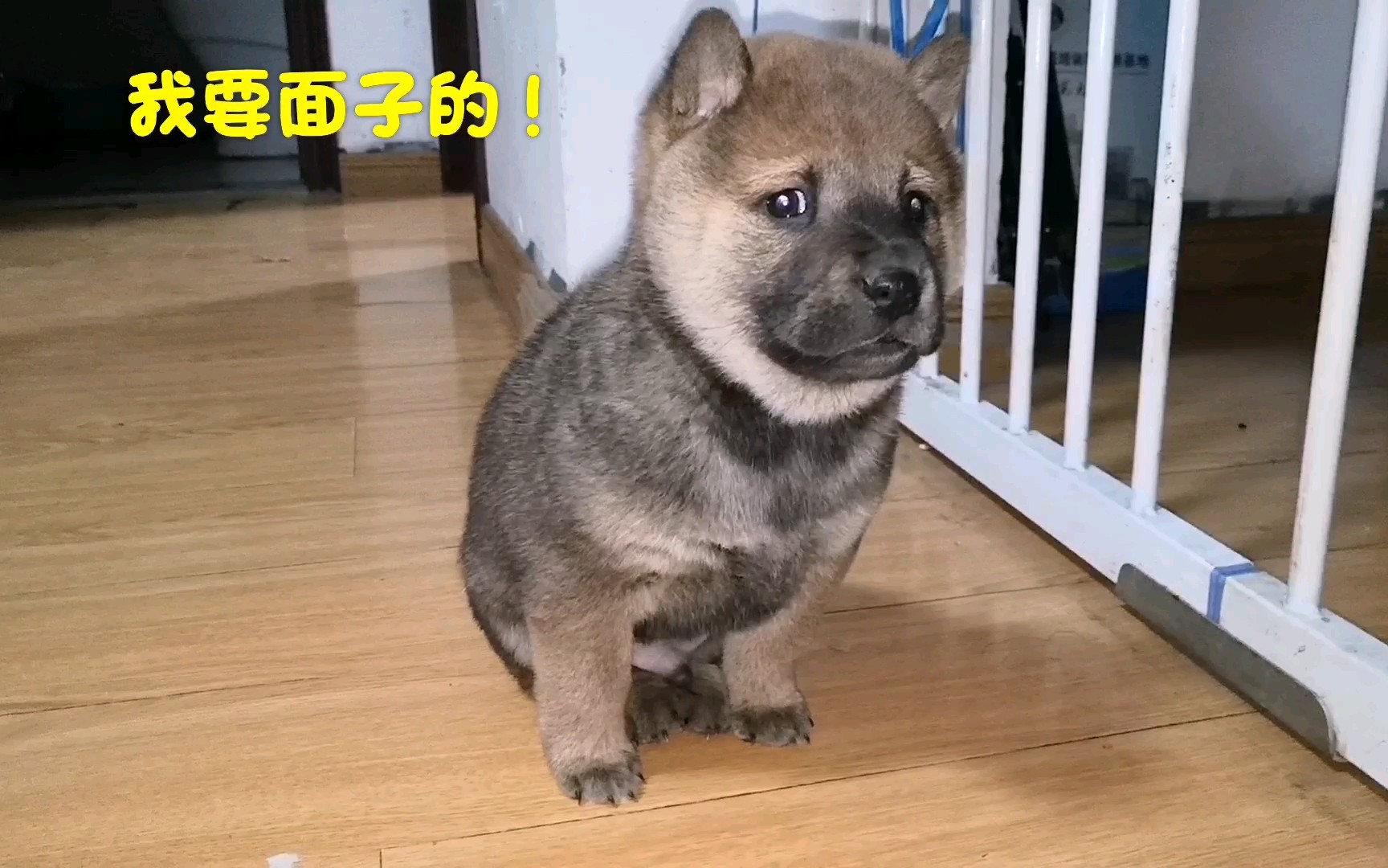 中华田园犬40天大的奶狗已会看家护院警觉性很高