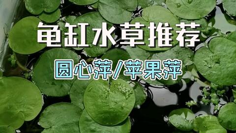 龟缸水草推荐 兼具观赏和食用 圆心萍也叫苹果萍 哔哩哔哩 龟缸水草推荐 兼具观赏和食用 圆心萍也叫苹果萍 哔哩哔哩