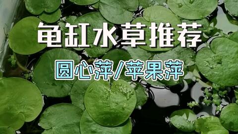 龟缸水草推荐 兼具观赏和食用 圆心萍也叫苹果萍 哔哩哔哩