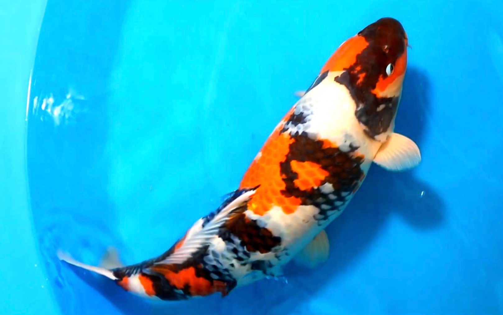 蒙娜丽莎昭和三色锦鲤三岁七十二公分观赏鱼.