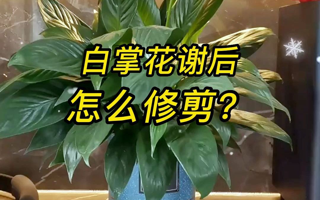 一帆风顺花谢了怎么修剪呢?哔哩哔哩bilibili