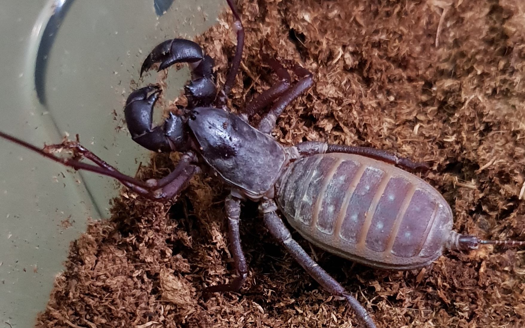 【鞭蝎纪录】台湾鞭蝎(十字盾鞭蝎)捕食蟋蟀~_哔哩哔哩 (゜-゜)つロ