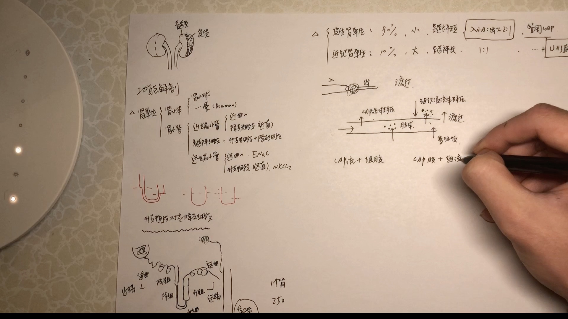 [图]【肾的功能解剖】医学生的生理学习分享