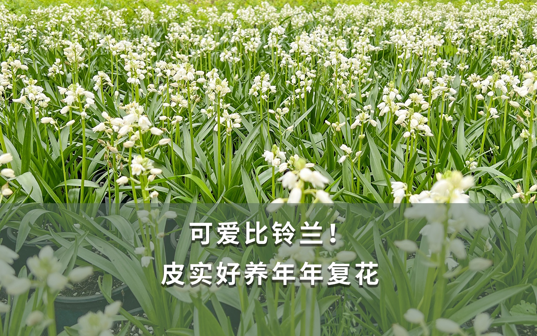 【海妈植物推荐】可爱比铃兰!皮实好养年年复花哔哩哔哩bilibili