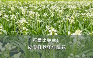 Download Video: 【海妈植物推荐】可爱比铃兰！皮实好养年年复花