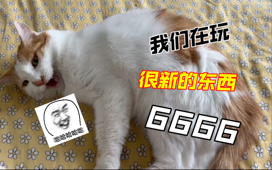 举报我虐猫的我拍死你!哔哩哔哩bilibili