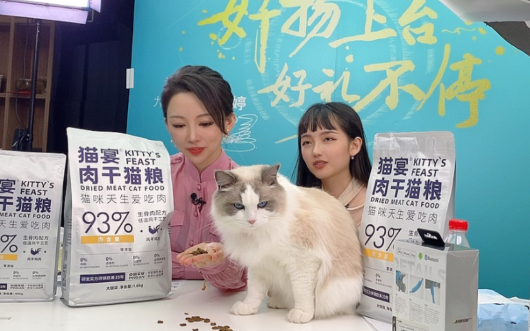 「布偶猫杏」去了世界冠军直播间的小杏仁~小猫咪开启工作模式杏仁:吃播真好哔哩哔哩bilibili