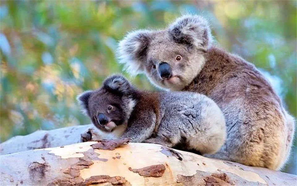 两只考拉在马路中间打架,看呆网友:一年的活动量都没这么大!