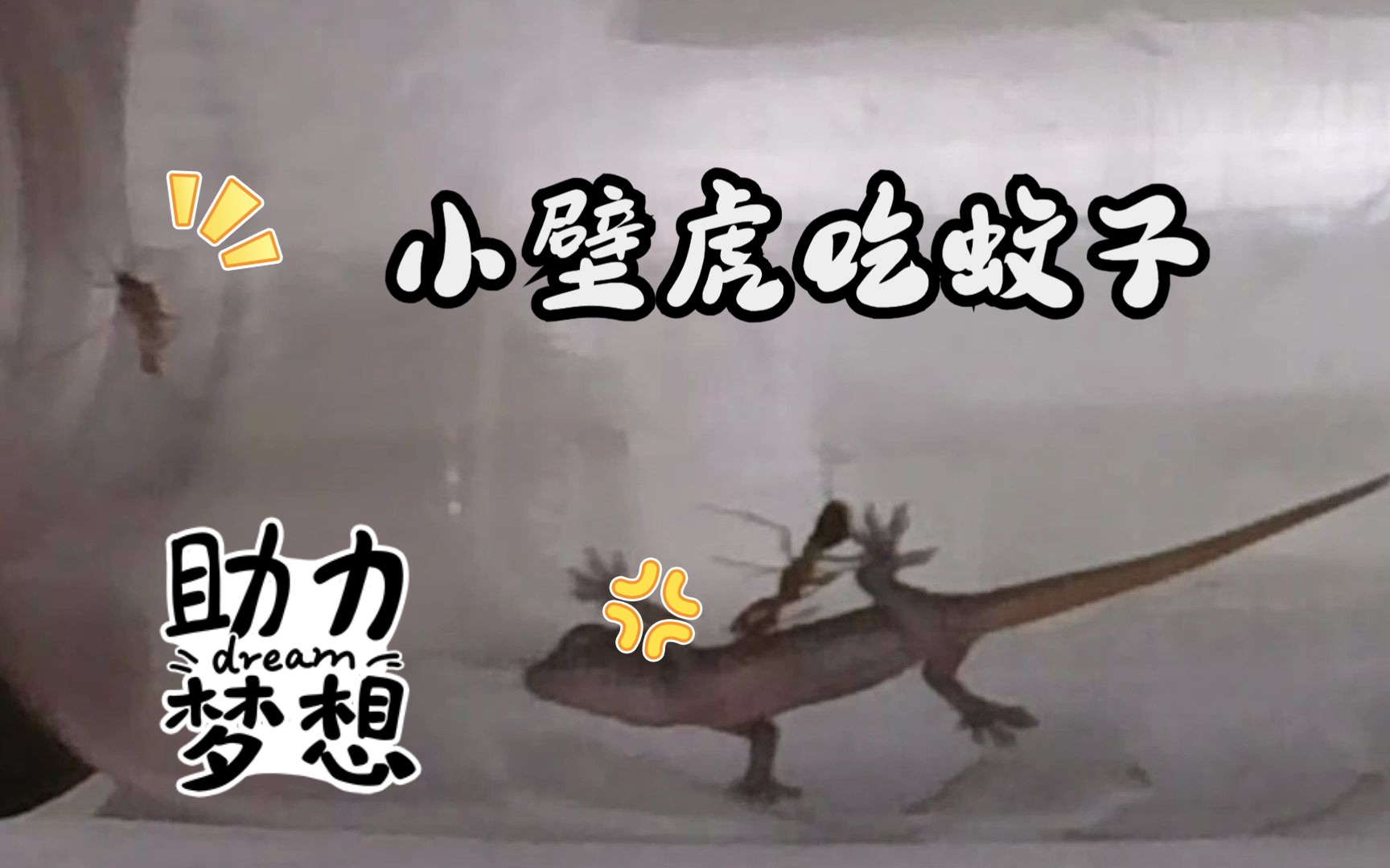 三亚奇旅 | 小壁虎吃蚊子