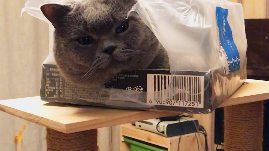 无糖百事可乐喵送给你