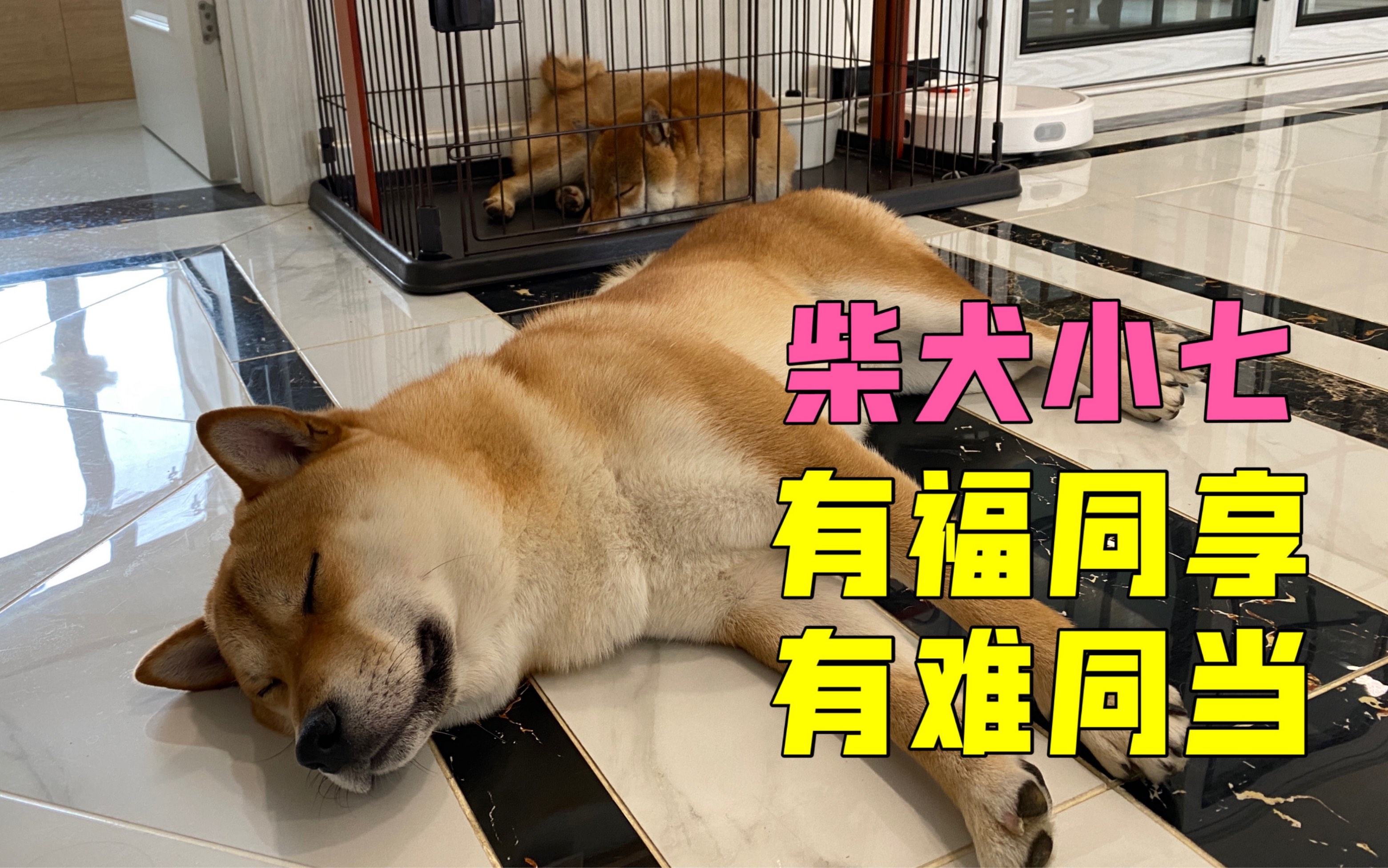 柴犬波妞犯错后被主人惩罚,柴犬小七前来求情哔哩哔哩bilibili