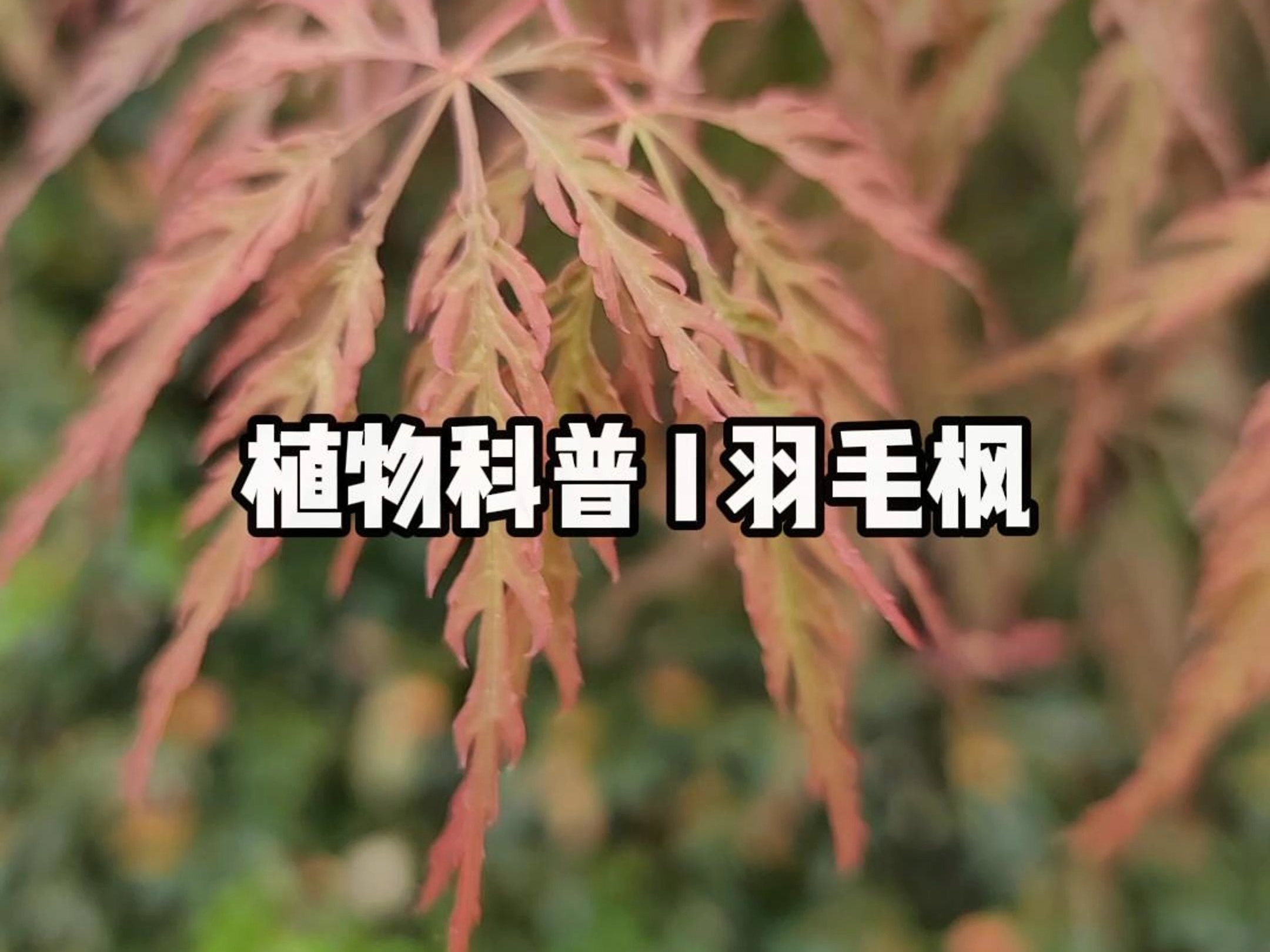 植物科普 I 羽毛枫哔哩哔哩bilibili