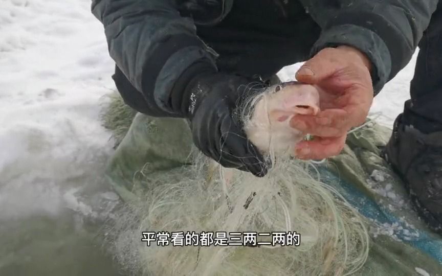 零下二十几度的东北,舅舅在松花江捕到一斤多沉的大鲫花鱼太罕见哔哩哔哩bilibili