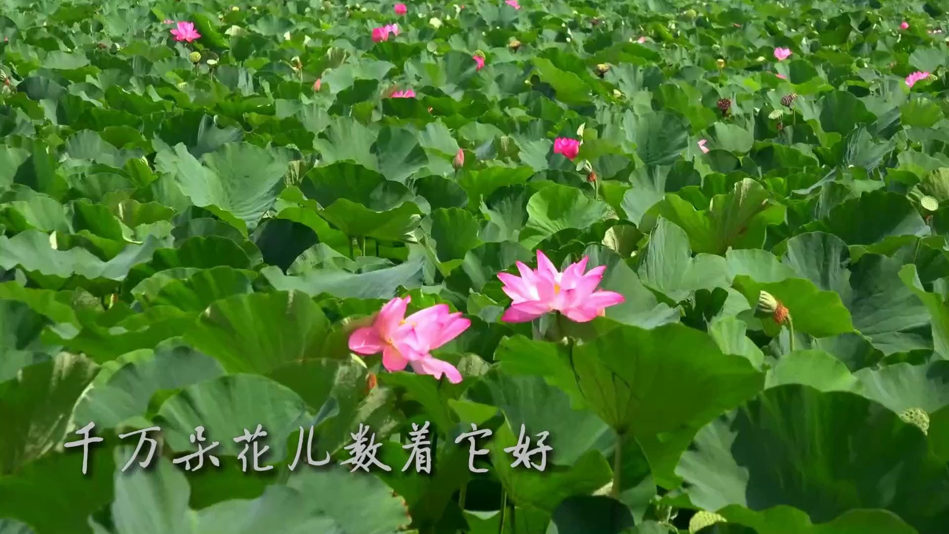 [图]美景欣赏《荷花》（荷花颂）F