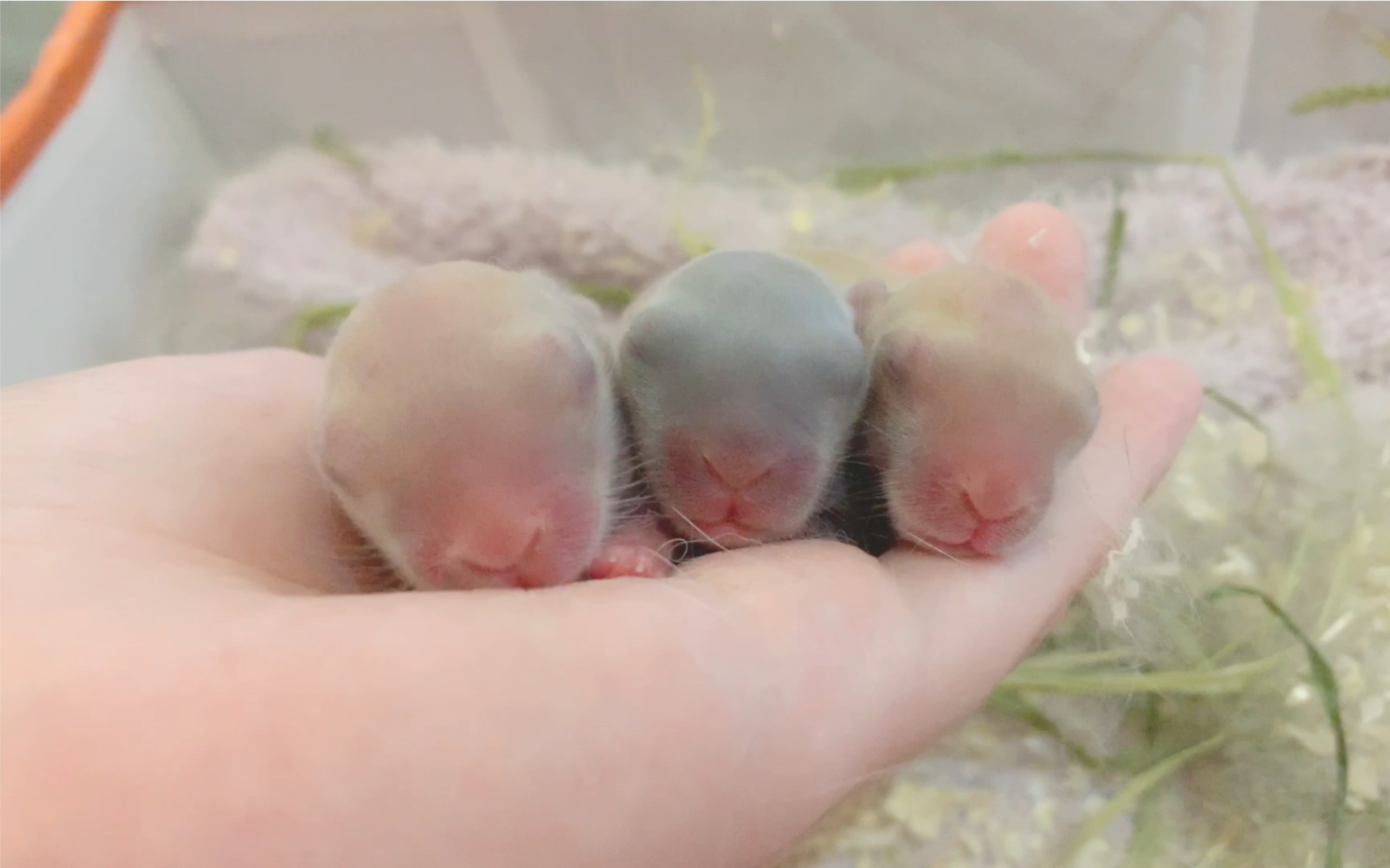 荷兰侏儒兔刚出生2天的侏儒兔宝宝直接拿是因为人工喂养的