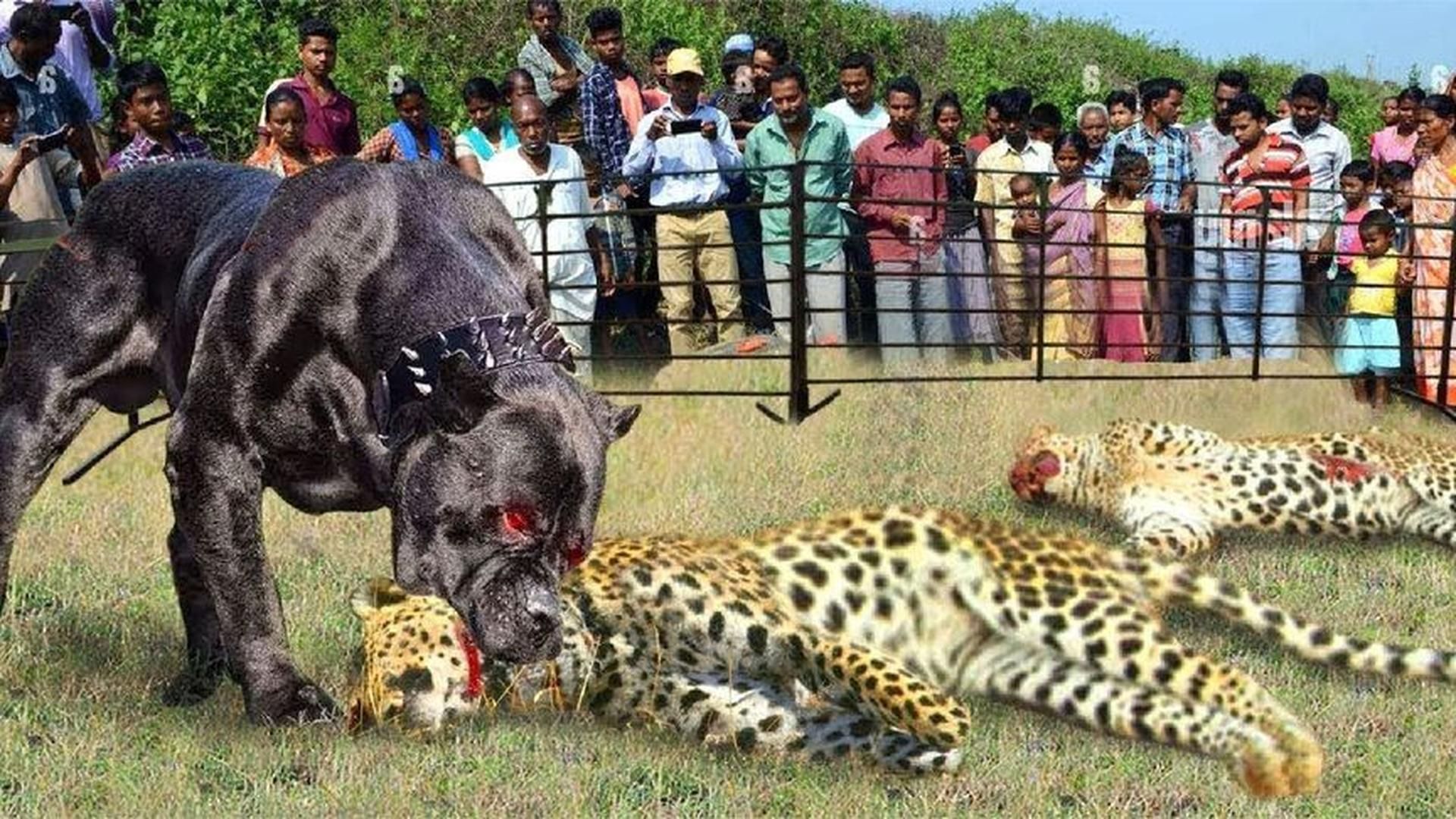 当一只豹子冒险进村抓狗时会发生什么?美洲虎大战猎犬!