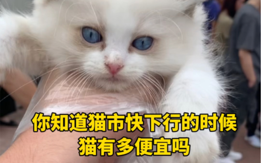 带你逛逛快下行的猫市哔哩哔哩bilibili