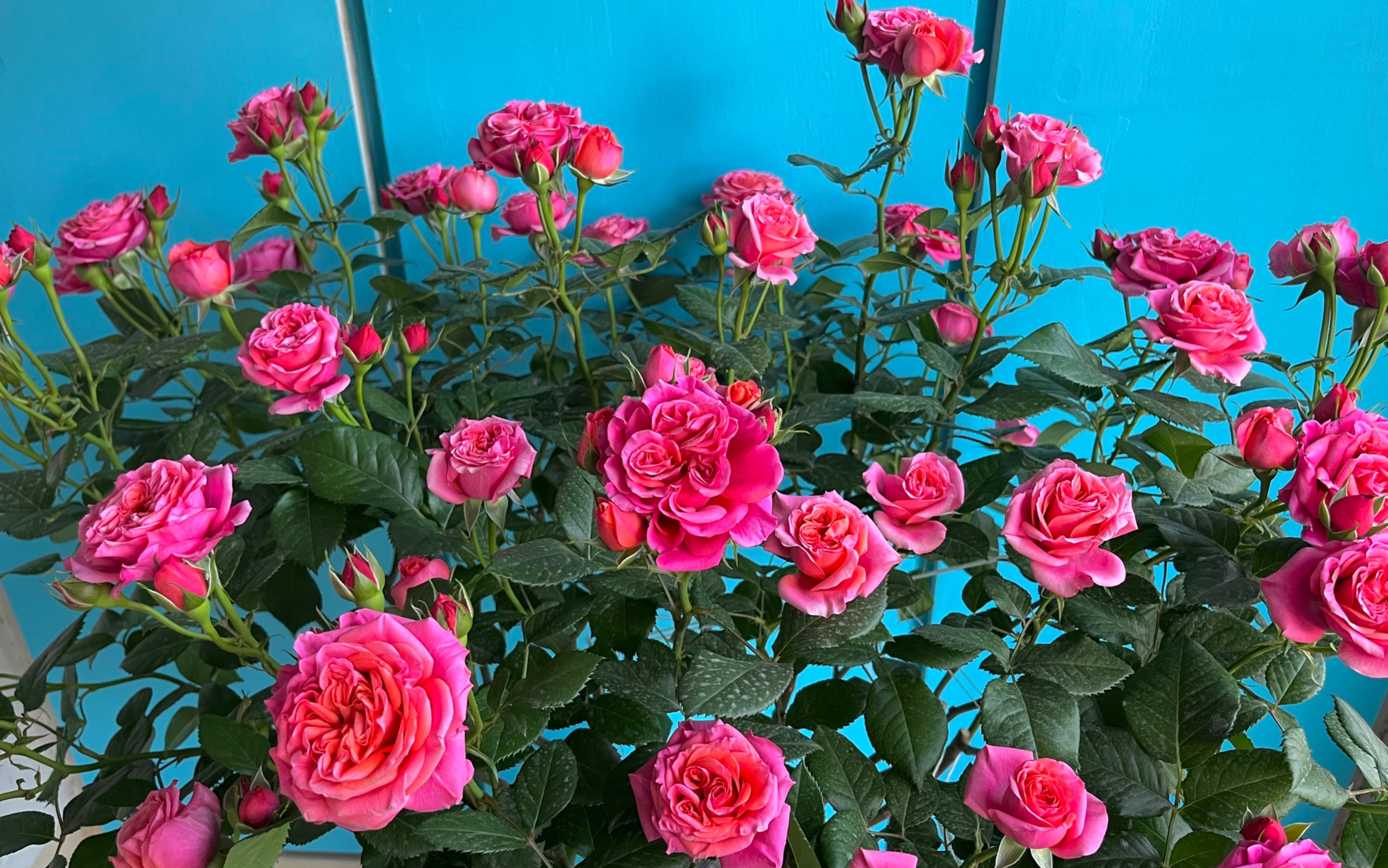 月季—无限国王