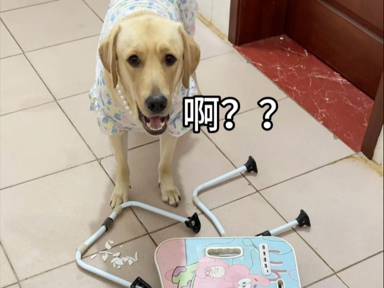 狗：你听我解释，这桌子质量太差了