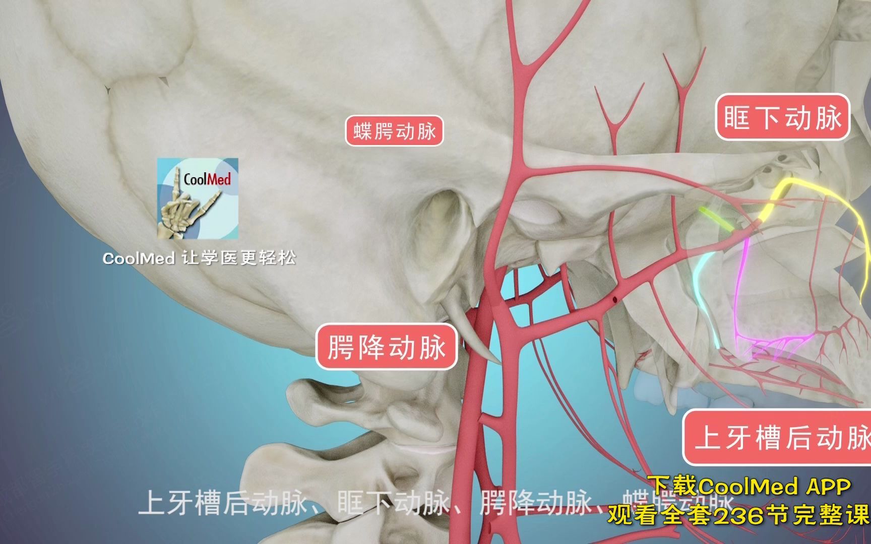 【CoolMed试看视频】上颌动脉哔哩哔哩bilibili