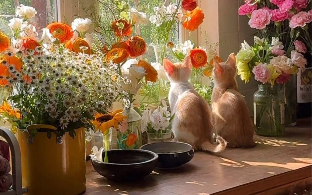 小雏菊,阳台,猫