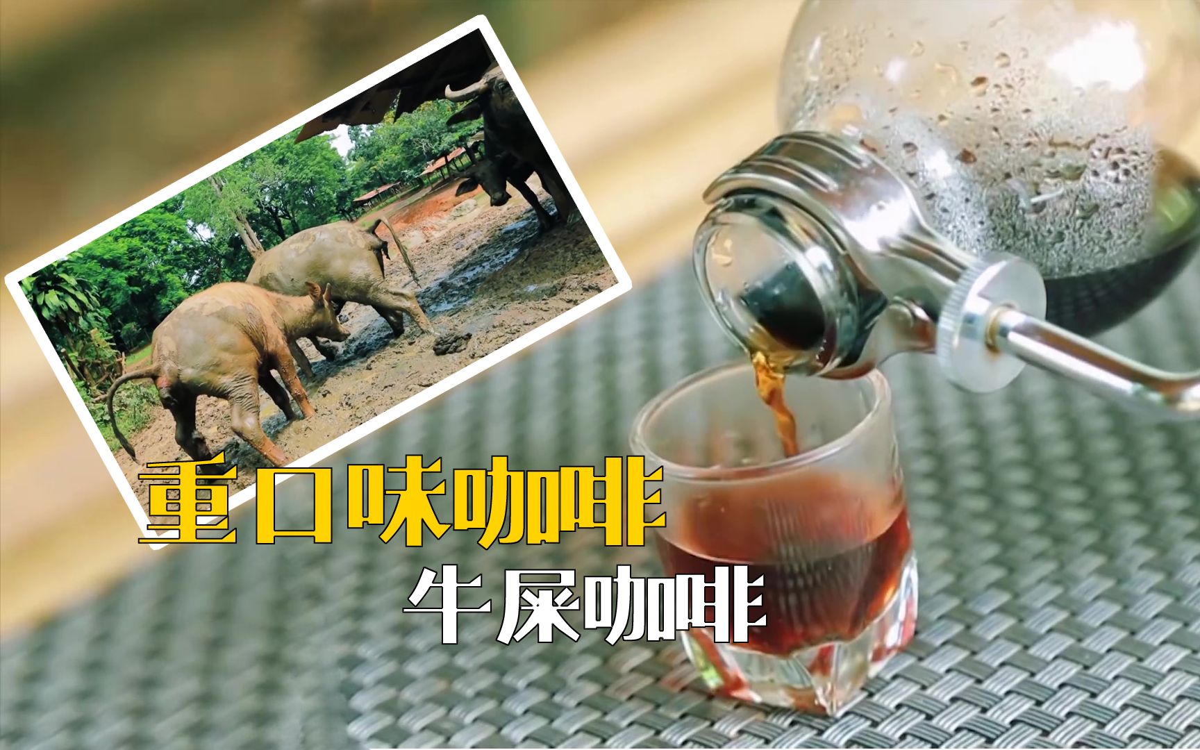 人类的口味越来越重,牛屎咖啡,你敢喝一口吗?