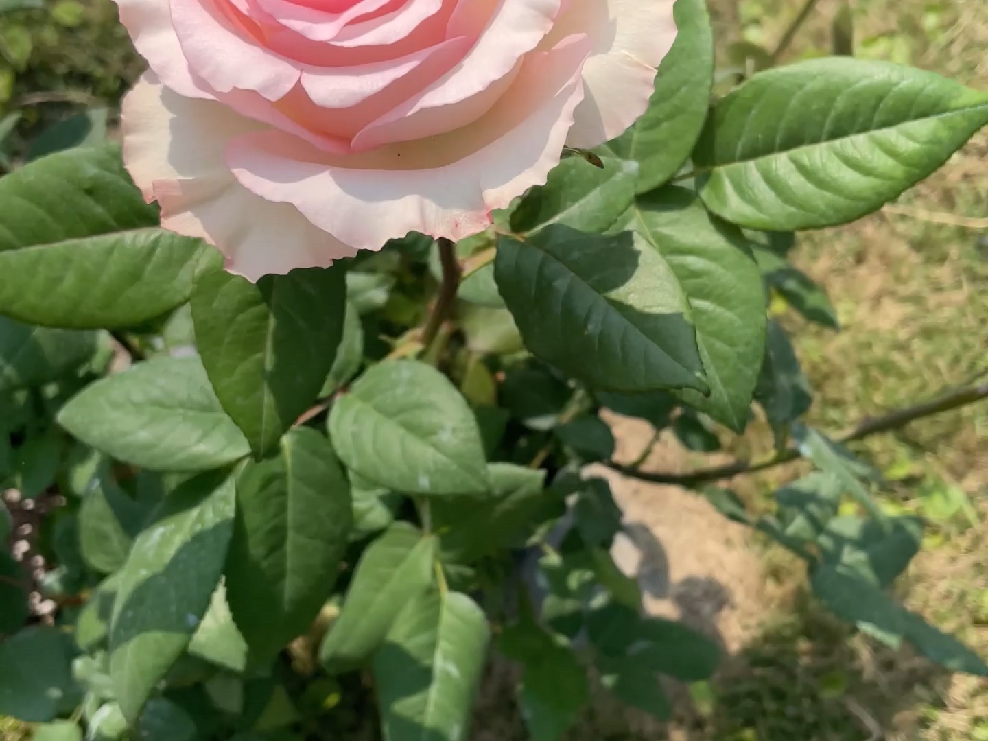 少女感爆棚的月季"洛神",层层叠叠的花瓣,像少女的裙摆