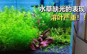 Download Video: 有的水草疯长，有的却已归天，水草缸一定要控制好光照