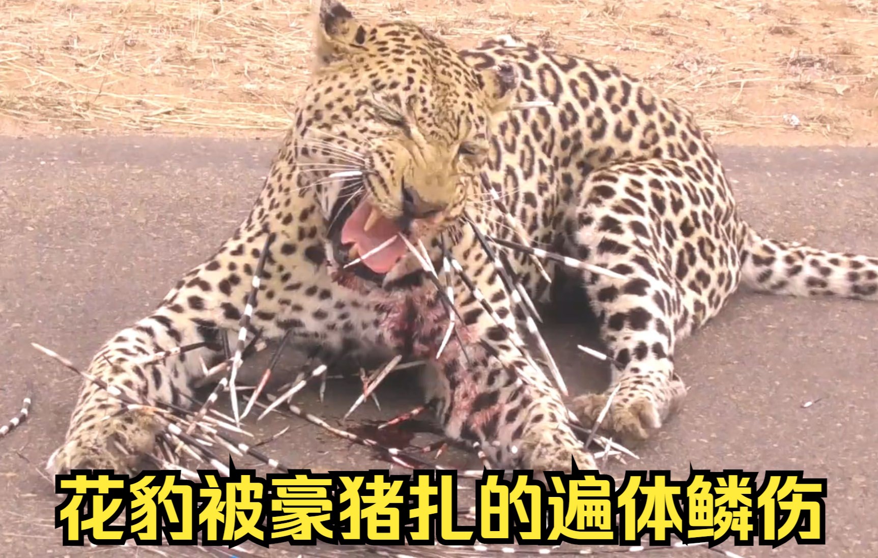 花豹嘴贱捕杀一只豪猪被豪猪刺的遍体鳞伤可怜的样子让人心疼