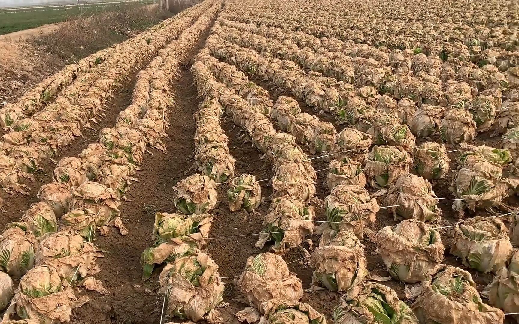 [图]河南南阳：大白菜卖不动，地里留下很多，没菜吃的拉回去吃