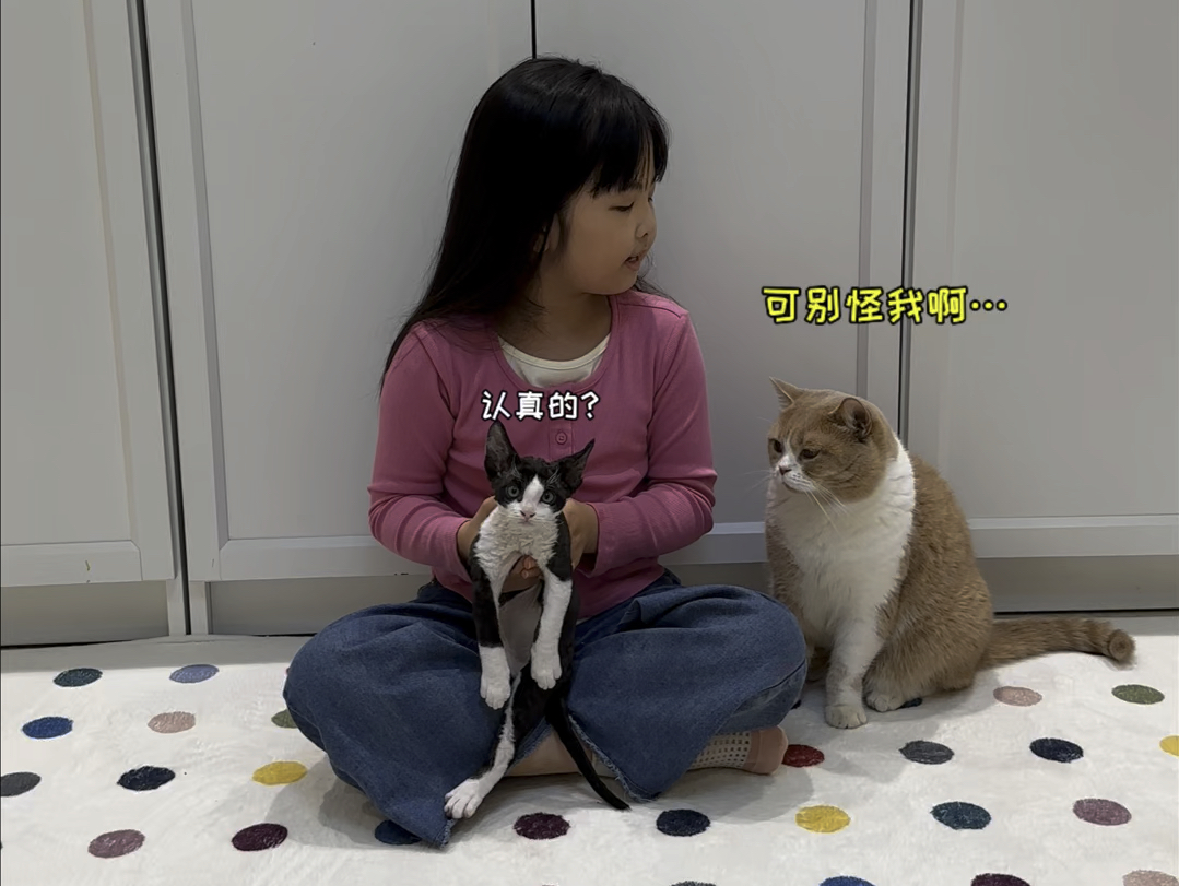 猫:关于给小奶猫起名字这件事…哔哩哔哩bilibili