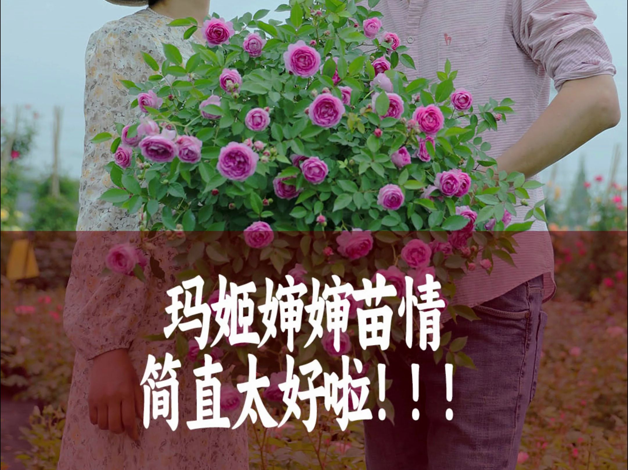 【惠惠的花园】“玛姬婶婶”月季中的开花机器 花量大,多头勤花,香味浓郁,抗性强,现在苗情正正好,满头都是花苞哔哩哔哩bilibili