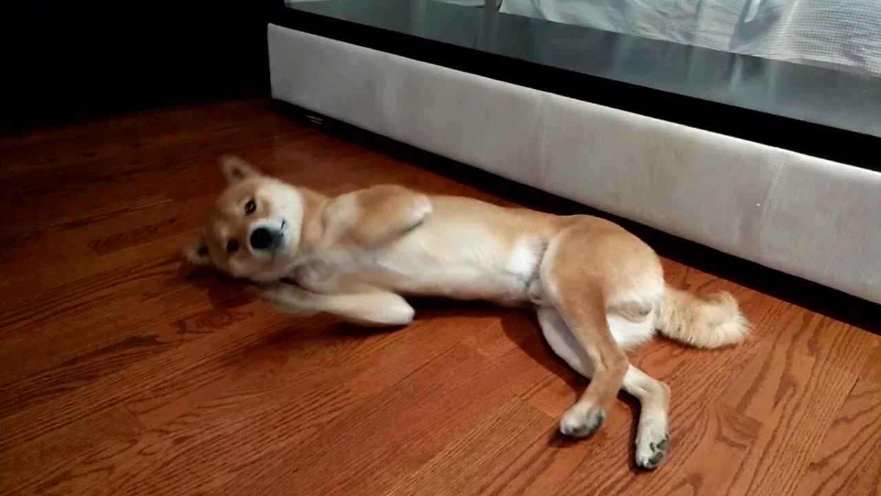 9秒柴犬随射雕音乐起舞